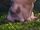 Pua (Moana)