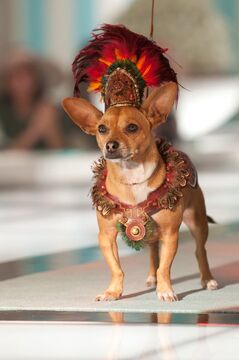 Aztec chihuahua clearance
