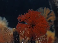 1959-profondeurs-2.jpg (67 KB)