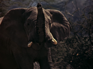 24. African Elephant