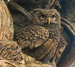 Great Horned Owl