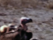 Lappet-Faced Vulture (Torgos tracheliotos)