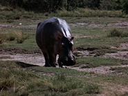 26. Hippopotamus