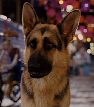 Beverly hills dog deals
