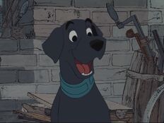 Perro.jpg