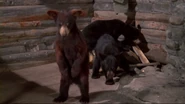 Some bears from The Bears and I.jpeg (77 KB)