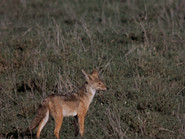 Black-Backed Jackal (Canis mesomelas)