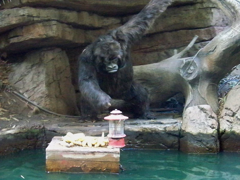 Kejo the Silverback
