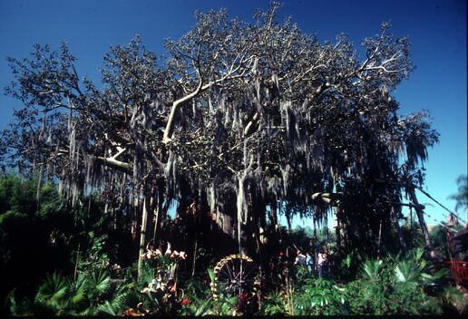 Former Treehouse of Disneyland