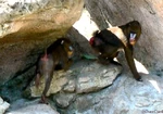 Mandrill1.jpg (50 KB) Mandrills