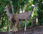 Female greater kudus