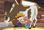 Mabel milking a cow