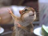 Pip