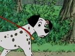 Pongo walks quickly