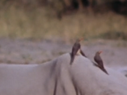 Red-Billed Oxpecker (Buphagus erythrorhynchus)