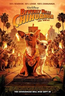 BeverlyHillsChihuahua