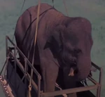 Bo Tat (Operation Dumbo Drop)