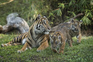 Sumatran Tiger and cubs