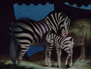 Baby Mine Zebras