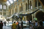 A skeleton of Diplodocus at the Natural History Museum, London
