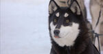 Scooper (Snow Dogs)