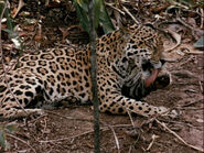 Jaguar (Panthera onca)