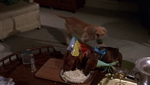 Brutus watching the Dachsies eat Mark's birthday cake