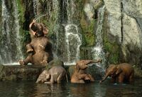 Elephant Bathing Pool