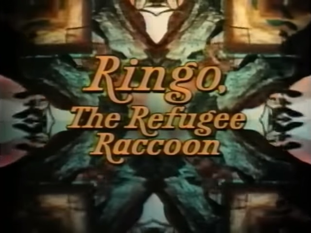 Disney - ringo Ringo, the Refugee Raccoon | Disney Wiki | Fandom