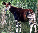 Tmp659882335029690369.jpg (137 KB) Okapi