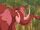 Tantor