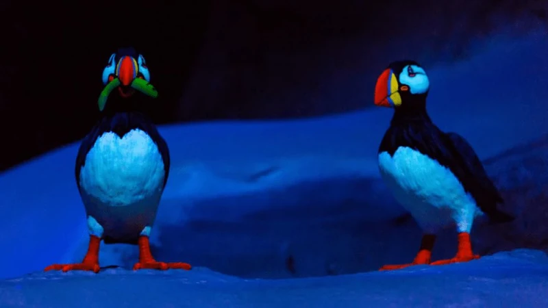 Puffin Colony