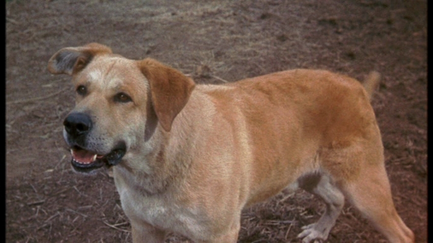 did they actually kill the dog in old yeller