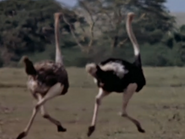 Ostrich (Struthio camelus)