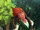 Carol-of-the-Arrow-21.png
