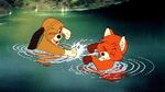 Copper and Tod swimming