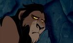 "It's the lionesses' job to do the hunting."