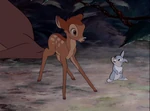 Baby Bambi taking his first step