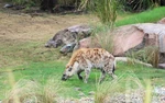 O-1447344782-KilimanjaroSafarisSpottedHyenas2.jpg (246 KB) Spotted hyenas