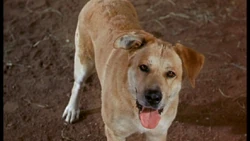 Old Yeller Character Gallery Disney Wiki Fandom