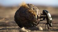 Dembe the Dung Beetle