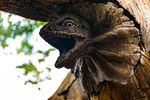 TOL Frilled Lizard