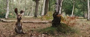 Rabbit (Christopher Robin)