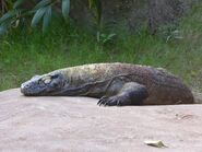 Komodo Dragon MJT 02