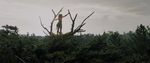 Pete's Dragon 2016 Shot1