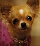 Rosa (Beverly Hills Chihuahua 3: Viva la Fiesta)