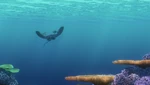 4kfindingnemo-animationscreencaps.com-6031.jpg (506 KB)