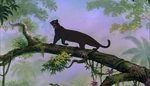 Bagheera walking on a branch
