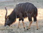 Male nyala