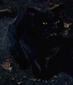 Profile - Thackery Binx